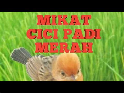 Download lagu suara burung cici padi mp4 dapat kamu download secara gratis di downloadlagu321.site. Vidio Suara Cici Padi Betina / Playtube Pk Ultimate Video ...