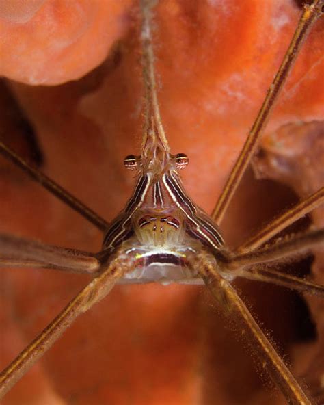 Arrow Crab Close Up West Palm Beach Photograph By Brent Barnes Pixels