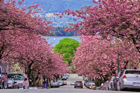 How To Enjoy Vancouvers Cherry Blossom Season Claudia Travels