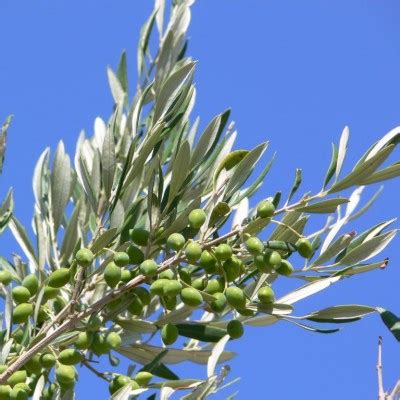 It just lacks flavor and color. Olive tree varieties | Andreouoil