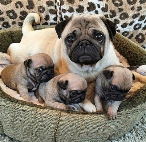 Pin By 𝑭𝒂́𝒕𝒊𝒎𝒂 𝑭𝒓𝒂𝒈𝒂 On Pug Baby Pugs Cute Dogs Pug Puppies