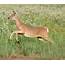 Whitetail Doe 9 28 15  Animals Kangaroo White Tail