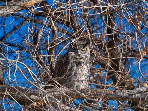 Groggy Owl In Cottonwood Tree Stock Photo Image Of Western Birds