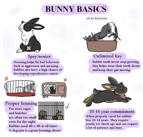 bunny care basics r rabbits
