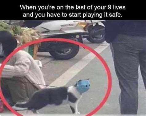 Also, other types of coronavirus in dogs and cats (like canine or feline ones) can't be transmitted to a human. Best Coronavirus Cat Memes: woman yelling at cat meme ...