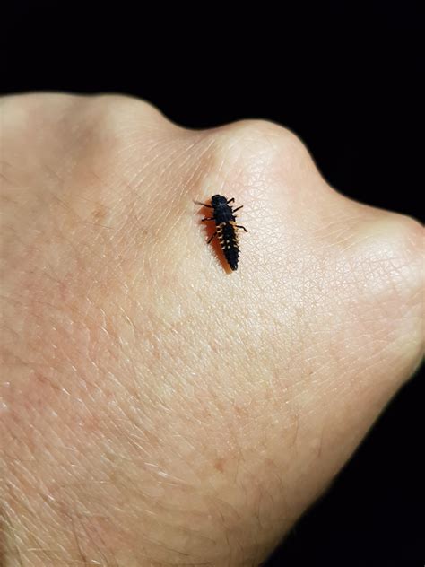 Whats This Bug Found In Birmingham Uk Whatsthisbug