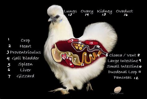 poultry reproduction