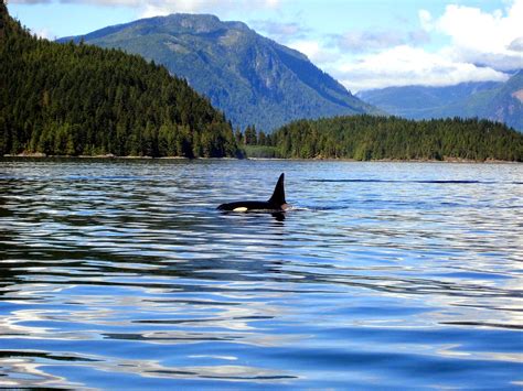 Las Ballenas Orcas De Campbell River Y Discovery Islands De Canadá
