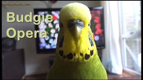 Budgie Singing Opera Song Most Beautiful Chirping Singing And