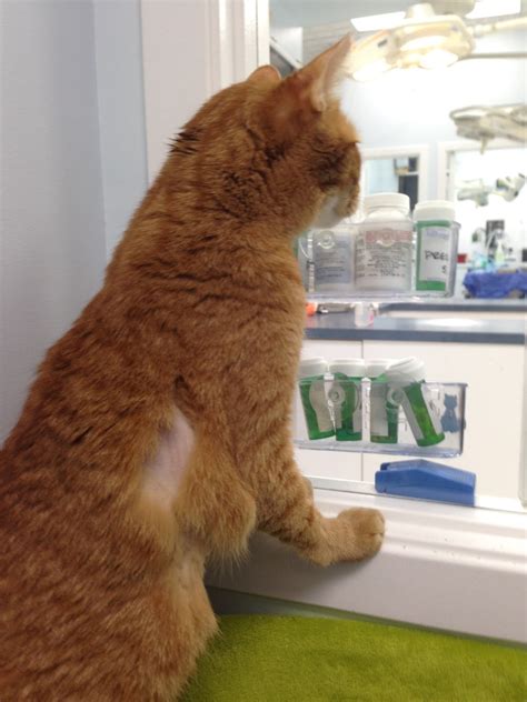 Exclusively Cats Veterinary Hospital Blog Meet Mr October Ahote