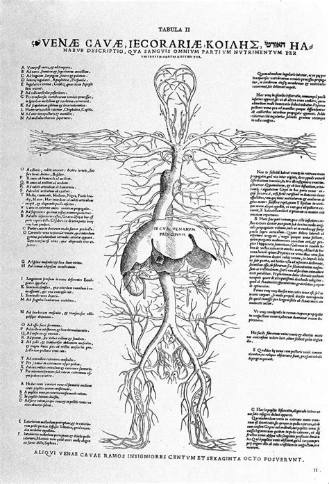 Tabulae Anatomicae Sex By Vesalius Wellcome Collection