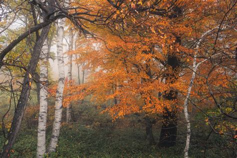 Autumn Leaves And White Birch Shumon Saito On Fstoppers