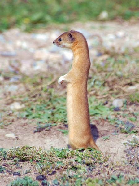 Standing Tallmountain Weasel Animals Funny Animal Photos Cute