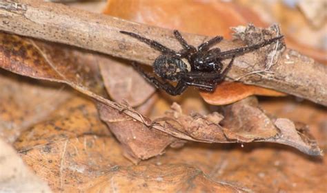 How To Spot False Widow Spiders What To Do If The False Widow Spider