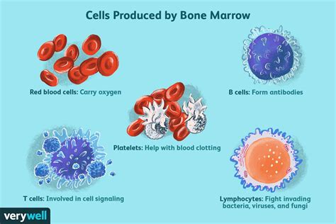 Describe The Two Types Of Bone Marrow