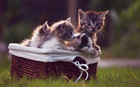 Animals Cat Kittens Baskets Grass Wallpapers Hd Desktop And
