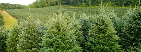 Starting at $3.99 each view details. Cut your own Christmas tree near me. Buy Christmas tree ...