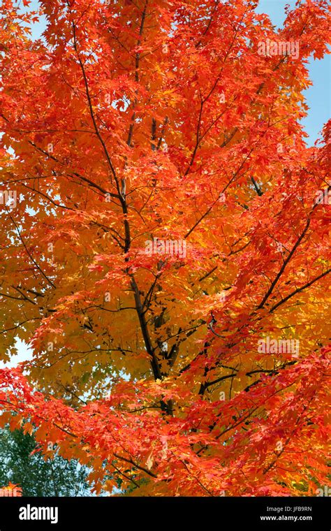 Canadian Fall Foliage Stock Photo Alamy