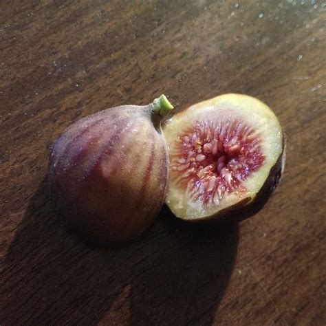 How To Tell When Figs Are Ripe Stark Bros
