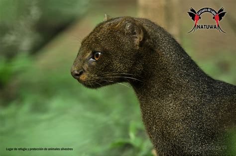 Eyra Cat In Costa Rica Leon Breñero — Natuwa Wildlife Sanctuary