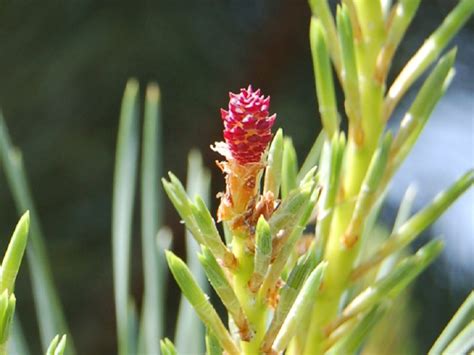 Esencia Floral De Pine Pino Silvestre