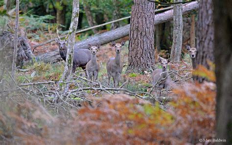 Japanese Sika Deer Wildlife Online