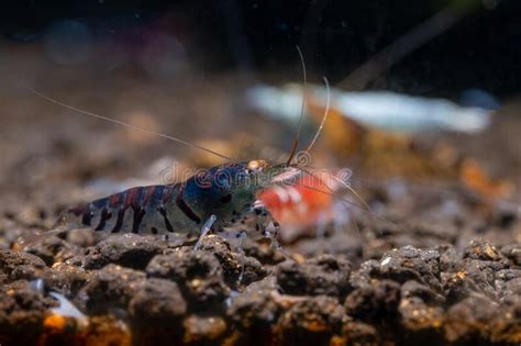 Dwarf Tiger Shrimp Stock Photos Free Royalty Free Stock Photos From