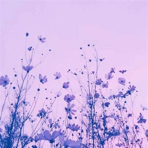 The Aesthetic Lavender Purple Aesthetic Lavender Aesthetic Violet