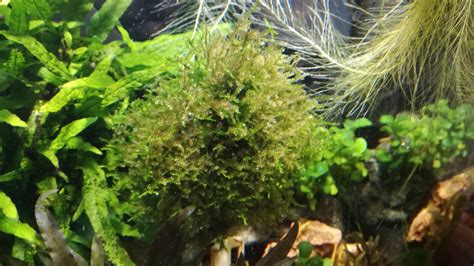 Apr 08, 2021 · these snails have long, pointed shells similar to the malaysian trumpet snail and they come in various shades of yellow and brown. Why is my java moss turning brown? : Aquariums