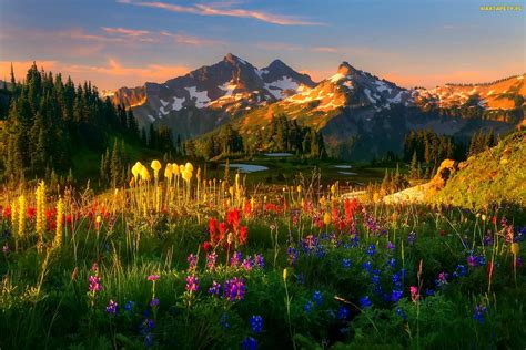 Tapety Zdjęcia Góry Zachód Słońca Kolorowa Łąka Kwiaty