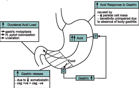 Figure 3 From The Role Of Gastrin In Ulcer Pathogenesis Semantic Scholar