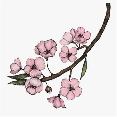 Premium Vector Illustration Of Cherry Blossom Flower