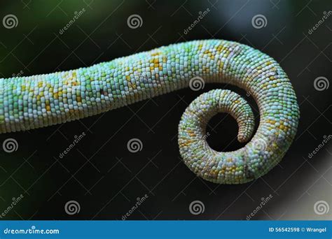 Tail Of The Veiled Chameleon Chamaeleo Calyptratus Stock Photo
