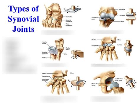 Types Of Synovial Joints Diagram Quizlet