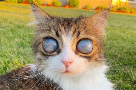 Blind Cat Mesmerizes Social Media With Cosmic Moon Eyes