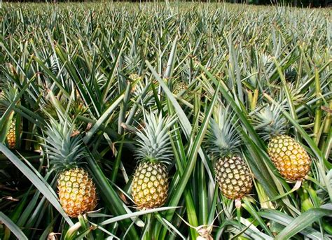 A Great Perennial How To Simply Propagate Pineapple Our