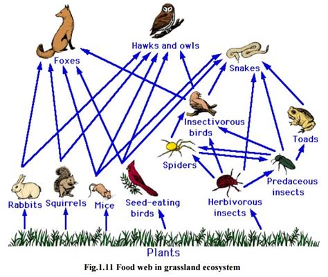 Functions Of Ecosystem Notes Pdf Food Chain Web Pyram