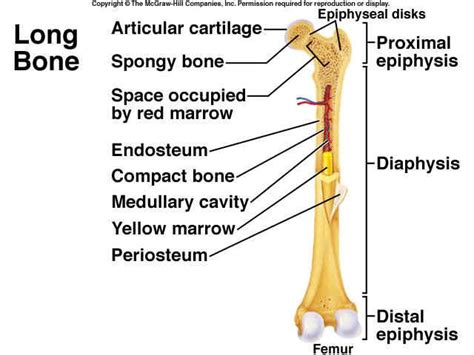 Long bone labeling worksheet as mass detentions and surveillance dominate the lives of china s 160 uyghurs and kazakhs a woman struggles to free herself this could help us understand why digestion. Chapter 6 Bone pictures - Anatomy & Physiology 220 with ...