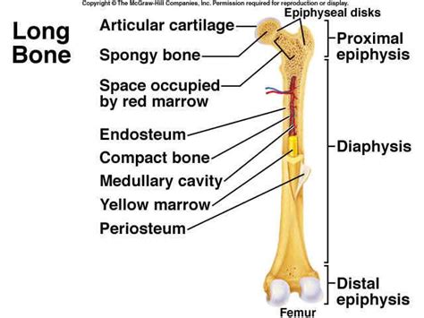 Click the bone below for the answers! Chapter 6 Bone pictures - Anatomy & Physiology 220 with ...