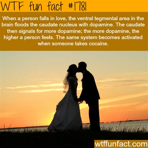 Falling In Love Facts Wtf Fun Facts