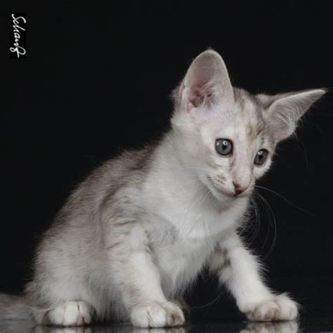 They love to entertain and do well in families with children or. Nabucco Gattaca, chocolate tortie silver shaded Oriental ...