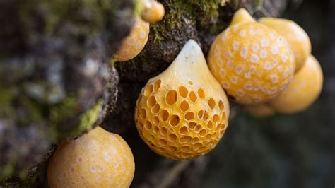 The Chilean Mycologist Celebrating Fungis Hidden Kingdom Bbc Travel