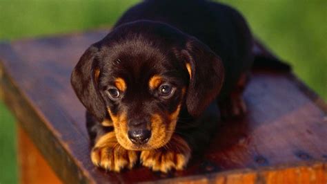 Coonhound Black And Tan Puppies