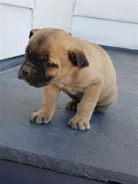 And keep your cane corso puppy busy with training, play and socialization experiences. Cane Corso Puppies For Sale | Cleveland, OH #275568