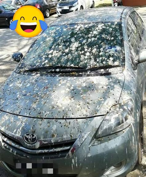 Bird Poop Rains Down On Parked Toyota In Spore Covers Entire Car