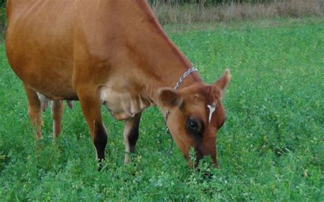 All About The Homestead Dairy Cow Breeds Equipment Grazing And More