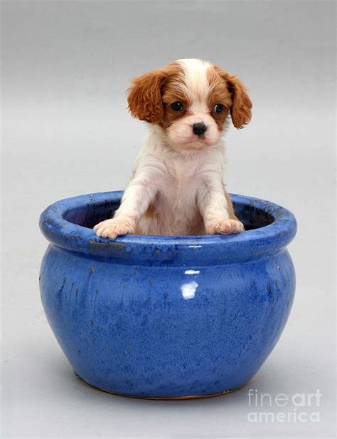 Puppy In A Pot Photograph By Jane Burton Fine Art America