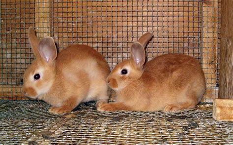 Mother is a californian and dad is a new zealand, born january 1st. 15 Palomino Bunny Rabbits for Sale Danbury, Connecticut ...