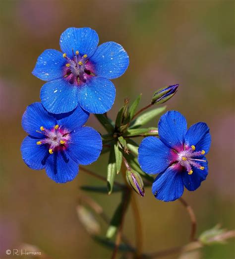 Blue Pimpernel Beautiful Flowers Different Types Of