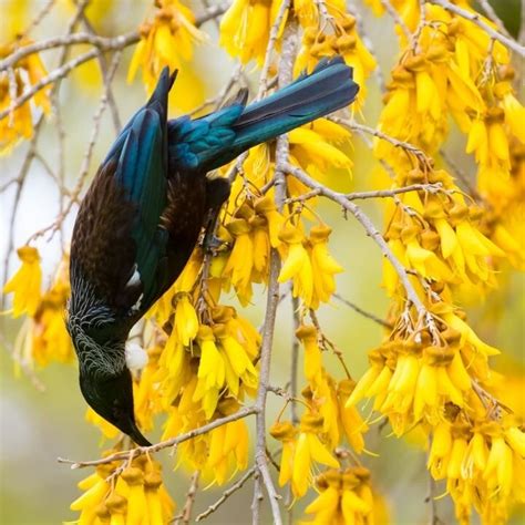 Attract Native Nz Birds To Your Garden — Kohab